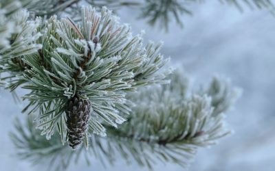 december quiz