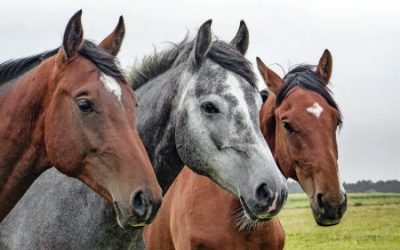 horses 1 e1650442842171