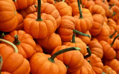thanksgiving quiz for kids